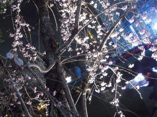 テレ朝と夜桜と東京タワーとお父さん